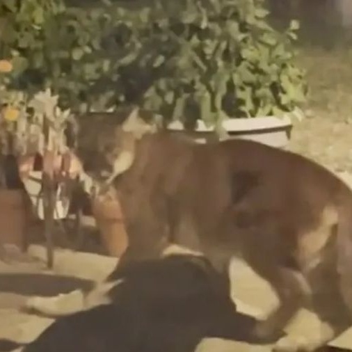 Puma invade casa e arrasta cão a quintal na frente da tutora: 'choque