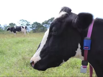 IA vira realidade em fazendas com 'smartwatch de vacas' e trator tipo Tesla