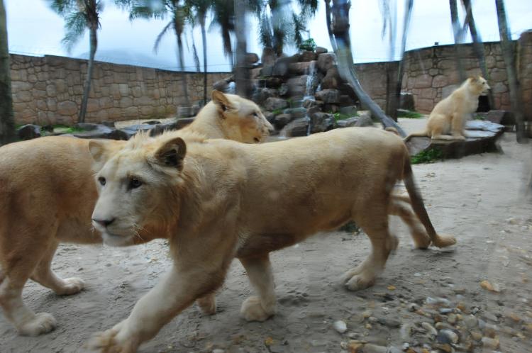 Leões, na abertura do zoológico do Parque Beto Carrero, em 2011