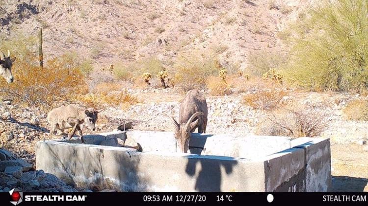 Câmeras escondidas captaram animais bebendo água de reservatório construído por voluntários Câmeras escondidas captaram animais bebendo água de reservatório construído por voluntários