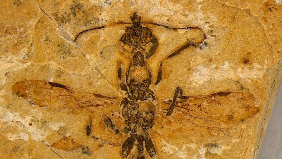 Vulcanidris cratensis - Lepeco et al., doi: 10.1016/j.cub.2025.03.023.