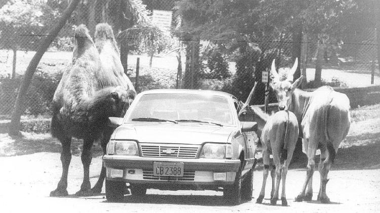 Passeio entre os animais do Simba Safari em 1995 Passeio entre os animais do Simba Safari em 1995