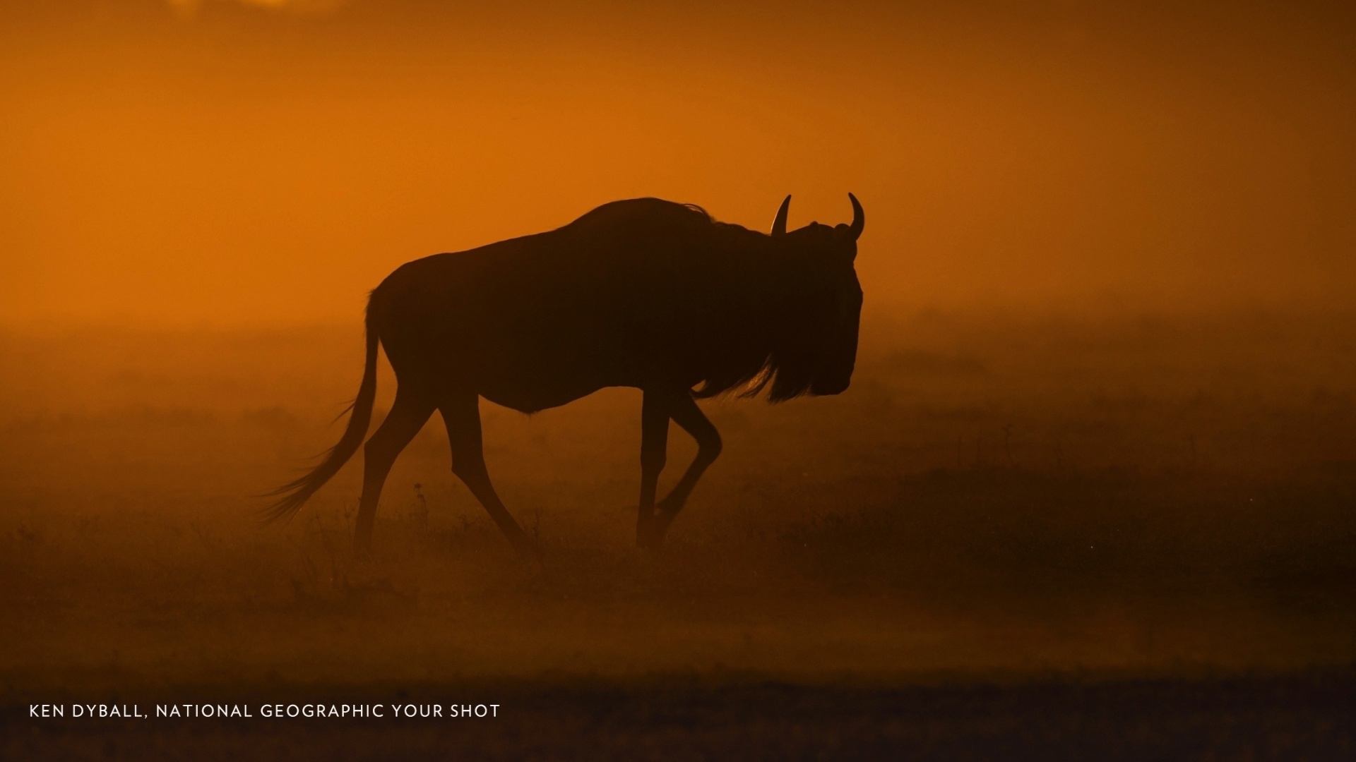 Em Masai Mara, no Quênia, um fotógrafo captou o momento em que uma tempestade de areia atinge animais da região; A fotografia foi elogiada por focar em apenas um animal, em vez de todo o grupo - Ken Dyball/National Geographic Your Shot