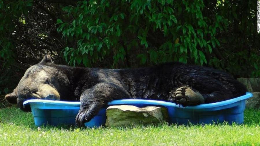 Urso tira uma soneca em piscina infantil - Regina Keller