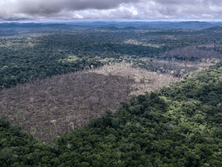 O desmatamento ameaça a segurança do Brasil, alerta conselho militar internacional