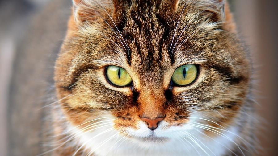 Imagem meramente ilustrativa de um gato -  Ben Kerckx por Pixabay
