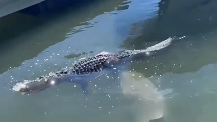 Vídeo mostra tubarão mordendo pata de jacaré - Reprodução/Facebook Fox 13