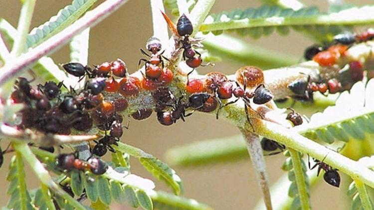 Formigas acácia-de-chifre-de-búfalo