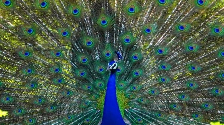 A cauda chamativa do pavão intrigava Darwin - Himanshu Sharma/Anadolu Agency via Getty Images - Himanshu Sharma/Anadolu Agency via Getty Images