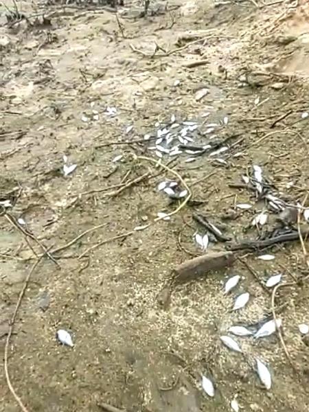 Peixes mortos em PiranhaAL) após queda abrupta de fluxo ( - Reprodução - Reprodução