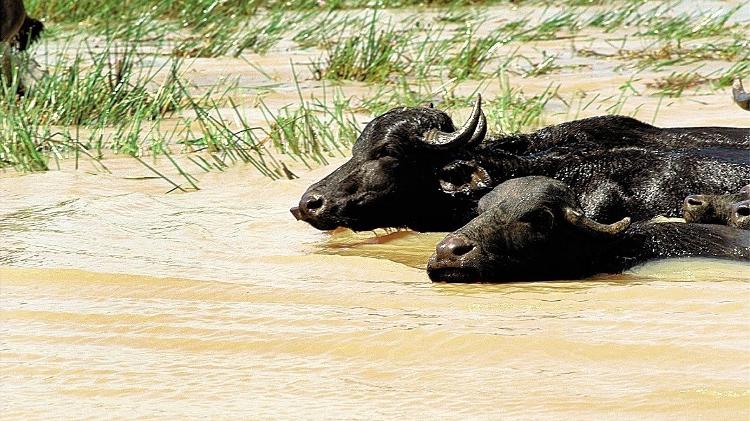 Búfalos são bons nadadores e facilitam operações durante o período chuvoso