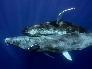 Sexo de baleias-jubarte é gravado pela 1ª vez - e flagra é entre 2 machos