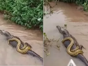 Carona? O que explica sucuri nas costas de jacaré em vídeo no Pantanal