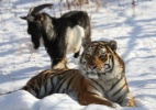 Amizade entre tigre e bode pode ter chegado ao fim na Rússia - Dmitry Mezentsev/Primorye Safari-Park/AFP