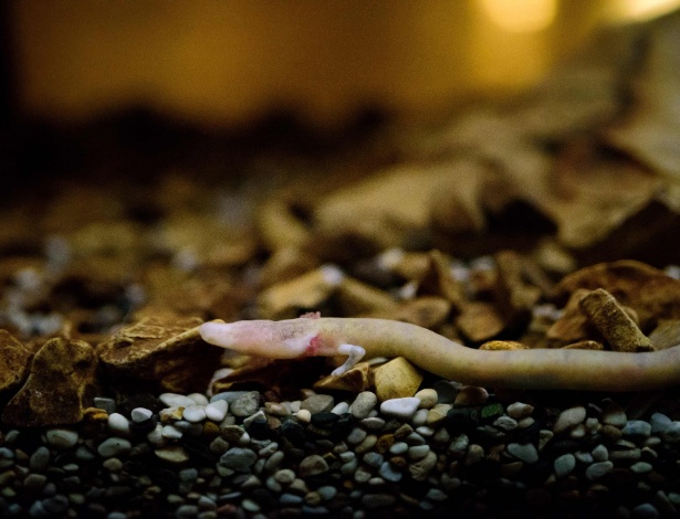 Em cada 500 ovos, apenas dois bebês da salamandra proteus eclodem com sucesso - Jure Makovec/AFP Photo