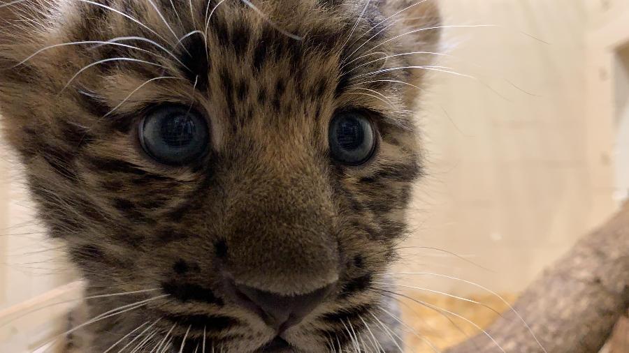 Filhote de leopardo Amur, subespécie rara, é exibido em zoológico nos EUA - divulgação/Rosamond Gifford Zoo