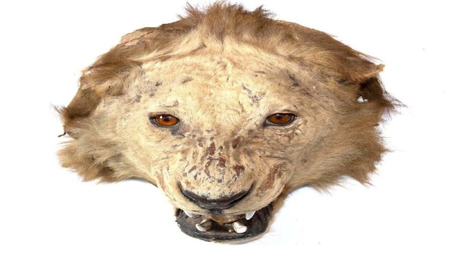 Cabeça de leão conservada e com dentes verdadeiros, datado de 1920, é uma das peças de Kevin Gittoes; havia animais até de 1860 - Divulgação/Hansons Auctioneers 