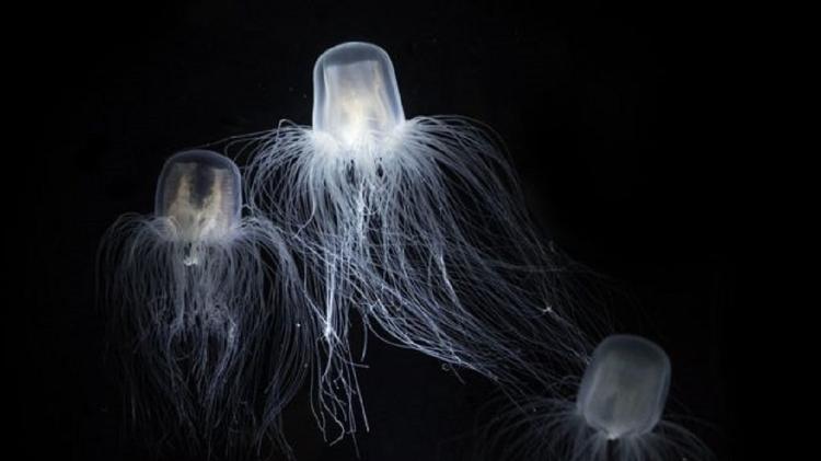Jellyfish regenerate and 'clone' itself - Getty Images - Getty Images