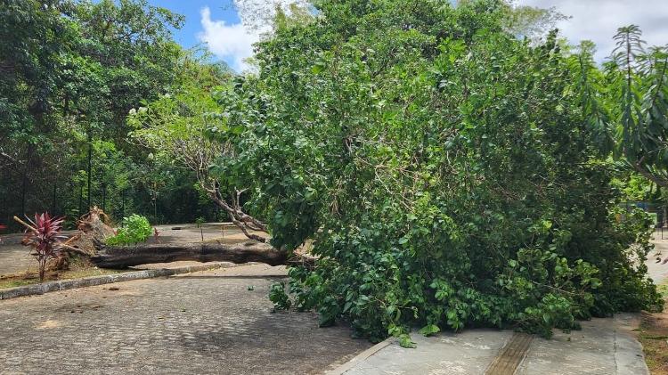 Árvore caiu, em Fortaleza, após infestação por inseto