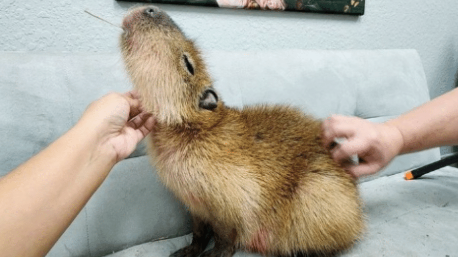 Capivara é acariciada por clientes de cafeteria na Flórida, nos Estados Unidos; há riscos no contato com o animal? Capivara é acariciada por clientes de cafeteria na Flórida, nos Estados Unidos; há riscos no contato com o animal?
