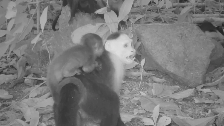Macacos-prego são flagrados sequestrando filhotes em ilha Macacos-prego são flagrados sequestrando filhotes em ilha