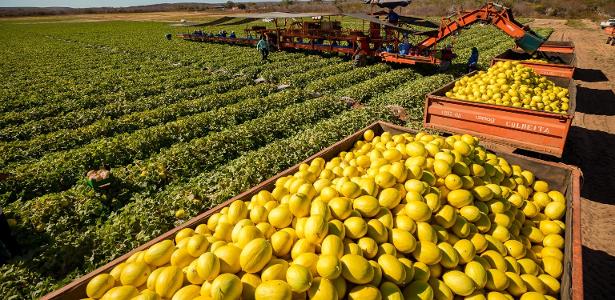 Exceções, prazo maior e crédito: o que o agro pede na guerra tarifária