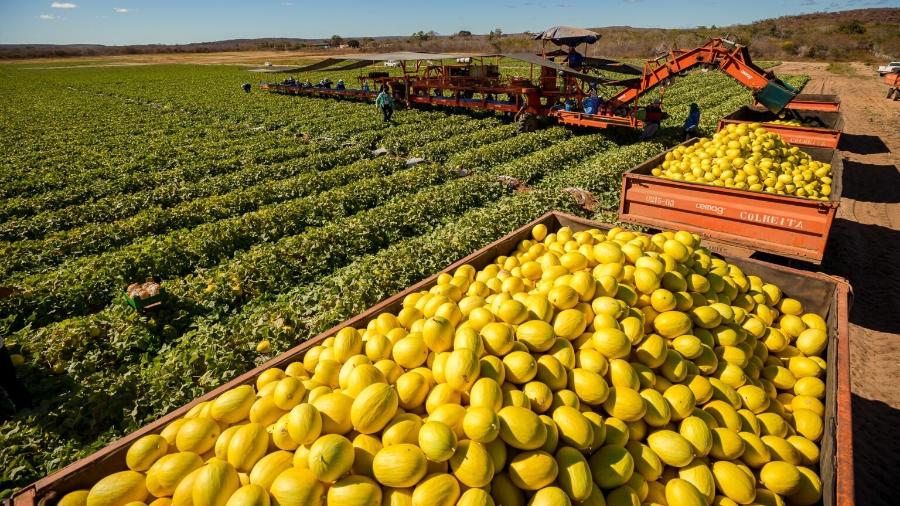 Plantação de melão para exportação no Ceará Plantação de melão para exportação no Ceará