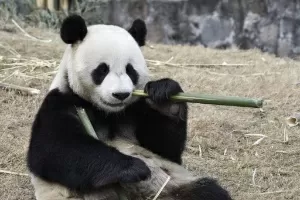 Como os pandas gigantes escaparam da lista de animais ameaçados de extinção  - Ciência - Estado de Minas