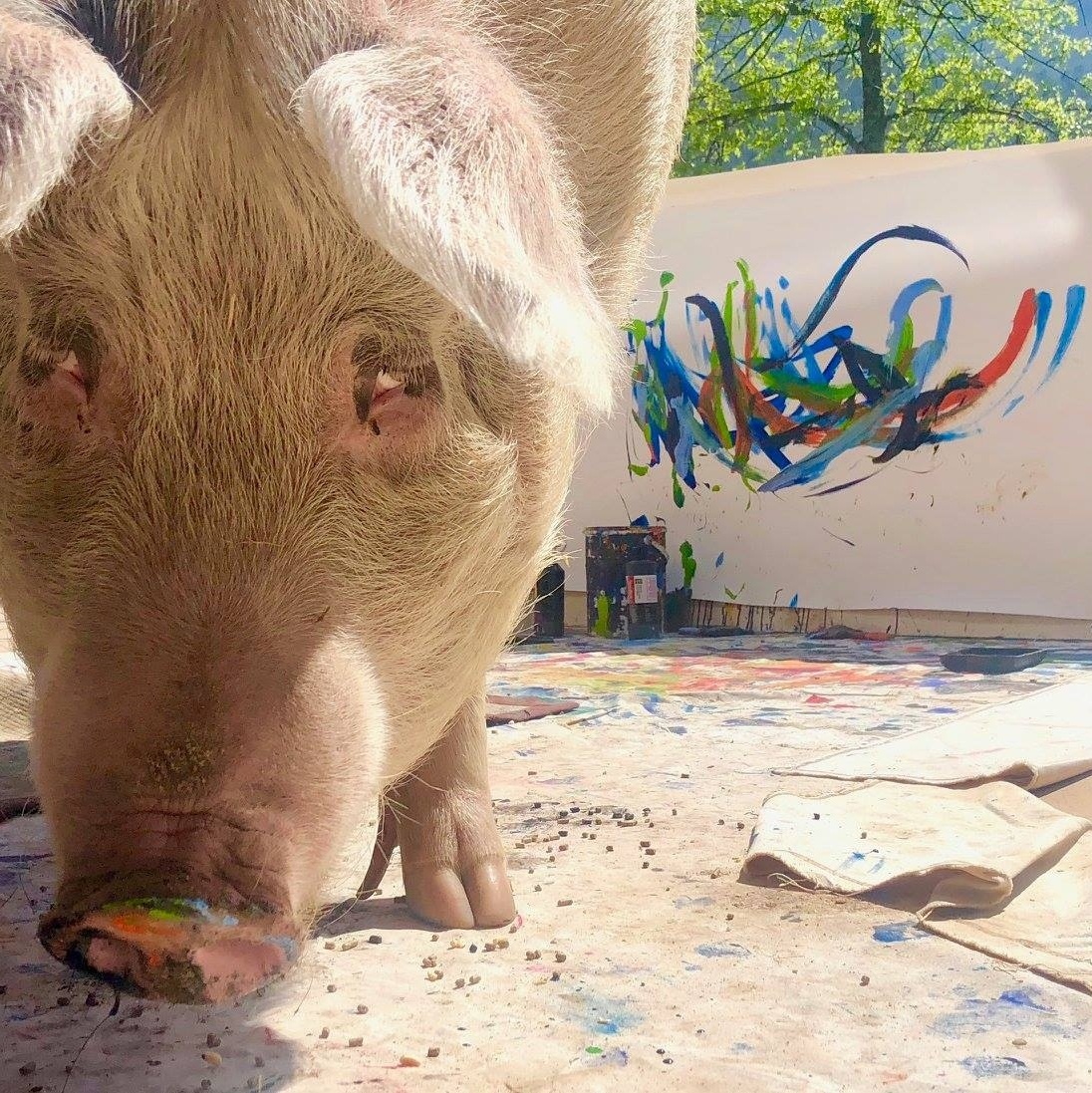 Porquinha pintora fica famosa nos EUA e vende quadros por US$ 1.600 - 02/03/2019 foto