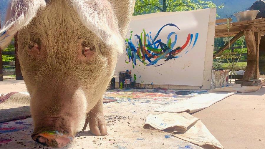 A porquinha Pigcasso já tem quadros vendidos no mundo inteiro - Divulgação