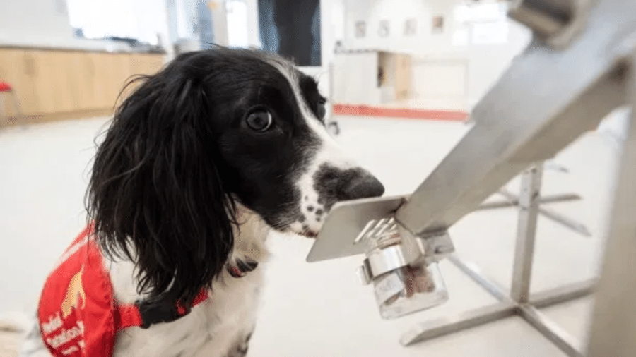 Cachorro em teste de detecção no Medical Detection Dogs, em Londres - Getty Images