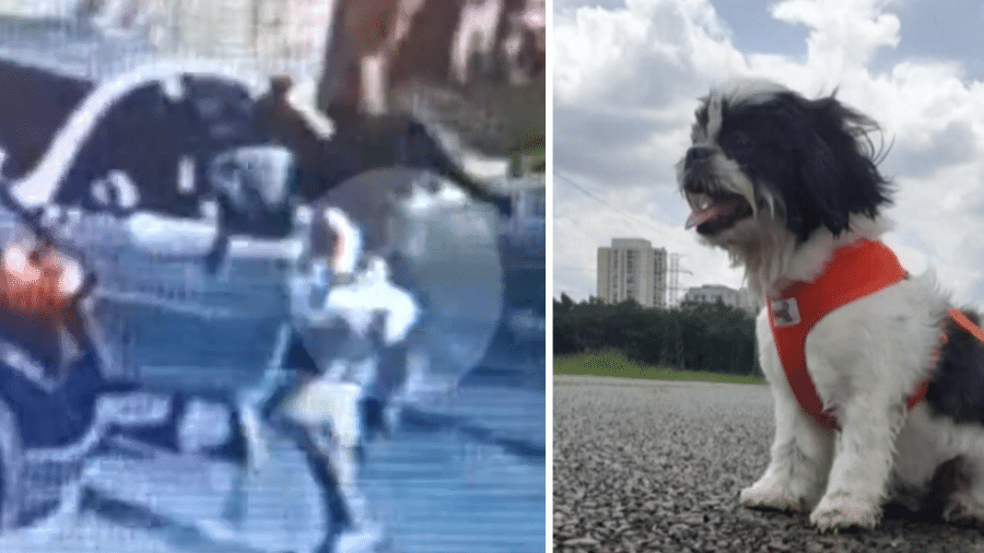 Cachorrinha da raça shitzu foi levada em assalto - Reprodução/TV Globo