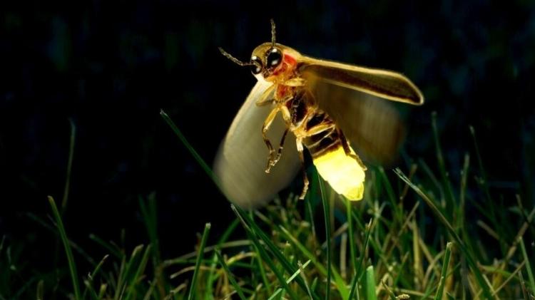 Como o vaga-lume emite a sua luz e para que ela serve?
