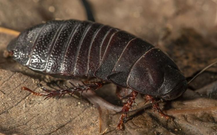 The extinct cockroach has been rediscovered on Lord Howe Island, Australia.