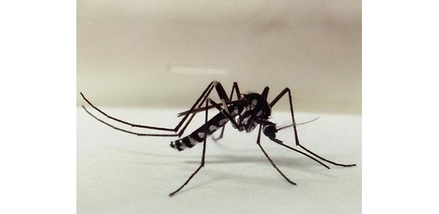 Haemagogus, o mosquito transmissor da febre amarela - Fiocruz