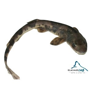 ElasmoLab ElasmoLab