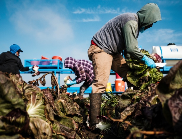 Pesquisas indicaram que os trabalhadores nascidos nos Estados Unidos provavelmente não se beneficiarão de um sossego de trabalho se os trabalhadores que estão nos Estados Unidos ilegalmente, especialmente os trabalhadores agrícolas, forem deportados - MAX WHITTAKER/NYT