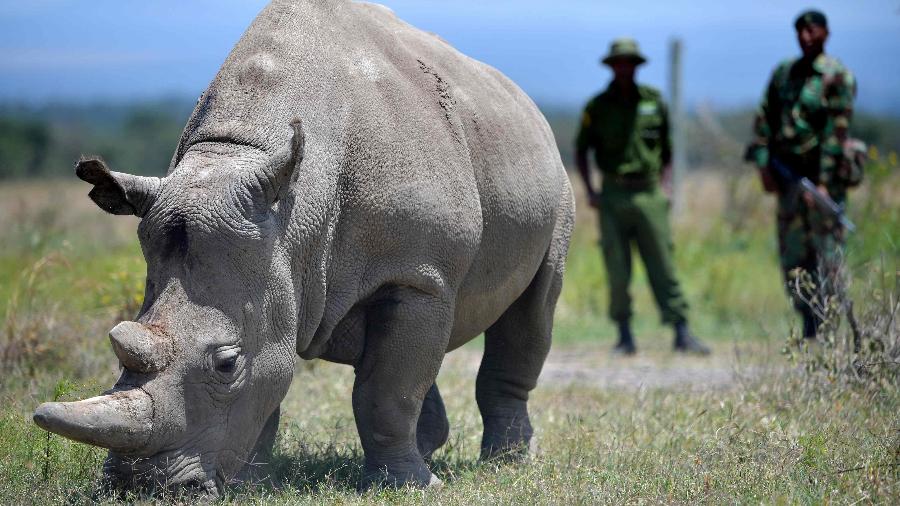 23.ago.2019 - Uma das duas últimas fêmeas de rinoceronte-branco do norte, na reserva queniana de Ol Pejeta - Tony Karumba/AFP
