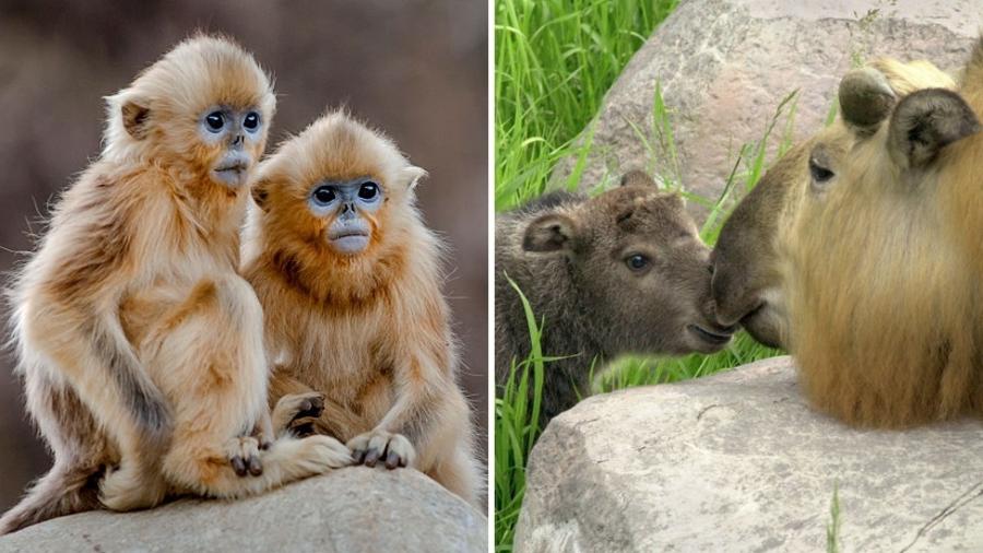Macaco-dourado de nariz arrebitado (à esquerda) e a cabra gnu, ou Takin (à direita), estão na lista - Getty Images