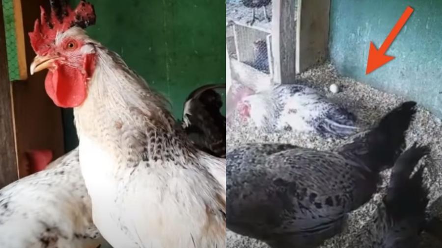 Galo Chico estava prestes a ser abatido, mas escapou da morte quando seu dono percebeu que ele botava ovos  - Reprodução/Youtube/RBV Notícias