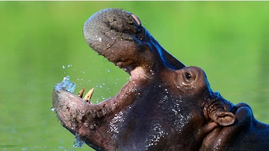 Os hipopótamos levados por Pablo Escobar para seu zoológico particular se multiplicaram e invadiram o rio Magdalena - Getty Images