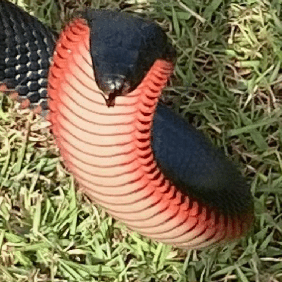 Australiana encontra cobra venenosa de 1,80m em cama