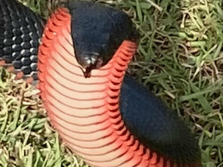 Cobras mortais da Austrália: homem morre após retirar animal enrolado na  perna de amigo, Biodiversidade