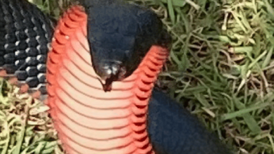 Cobras estão invadindo as casas na Austrália - Reprodução/Facebook Australian Snake Catchers