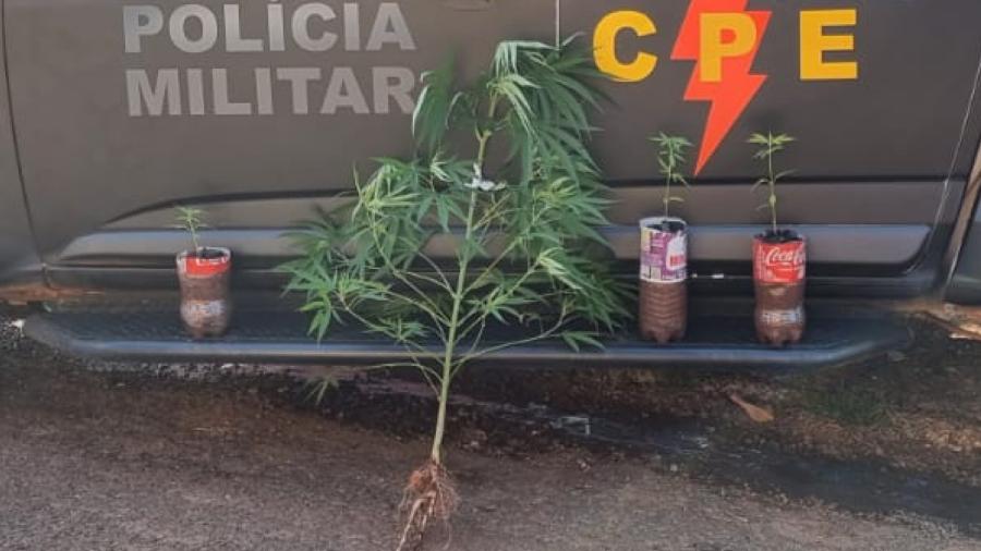 Na residência foram encontrados um pé de maconha grande plantado no solo e outros três em garrafas pet - Reprodução/ Polícia Militar de Goiás