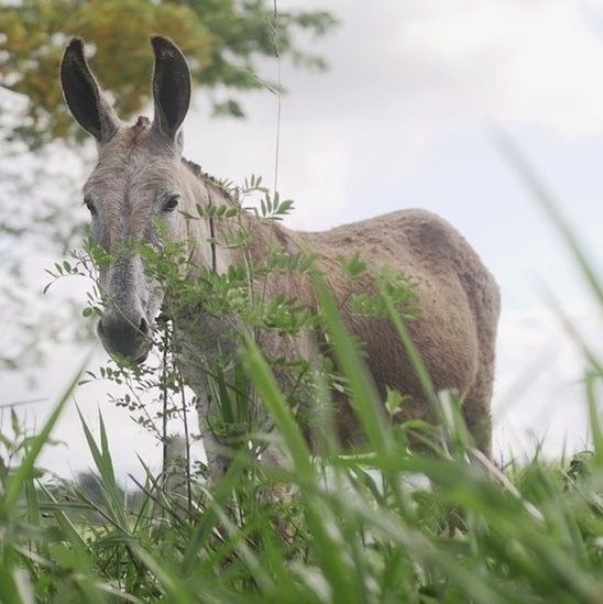 Matadouro clandestino que vendia carne de jumentos e cavalos é