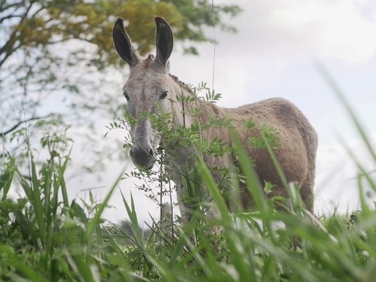 Carne de cavalo que seria vendida em feiras públicas é apreendida