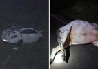 Locutor de rodeio e amigo morrem após carro atropelar vaca em GO - Divulgação/PRE