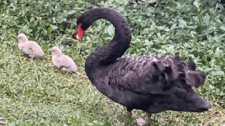 Cisne negro do Parque Guinle, no Rio