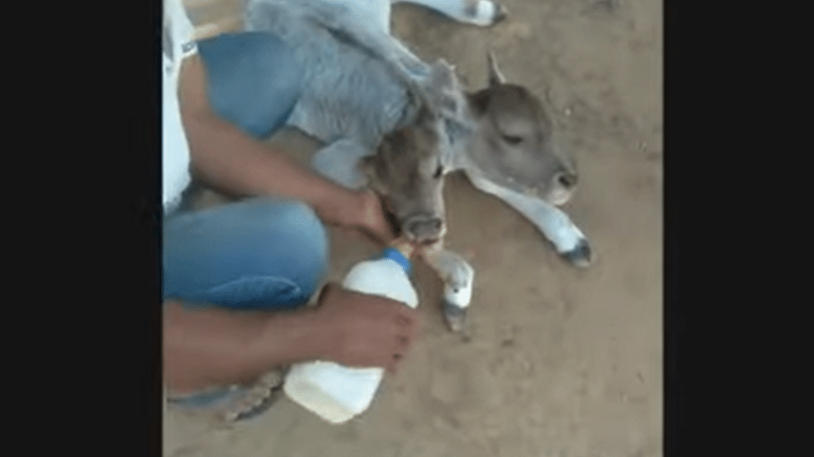 Bezerra nasceu com duas cabeças no oeste da Bahia